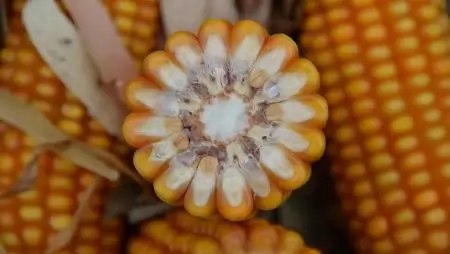 Csökkent az agrár-külkereskedelem aktívuma 2025 első három negyedévében