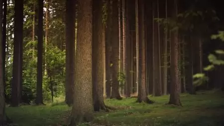 Megállapodás az erdészet terén az európai egységes piac megerősítéséről