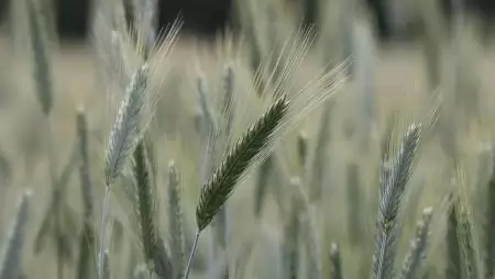 Új genomikai technikák: megállapodás a zöld átállás támogatására a mezőgazdaságban