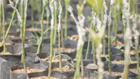 Kertészeti szaporítóanyagokat ellenőrzött a Nébih