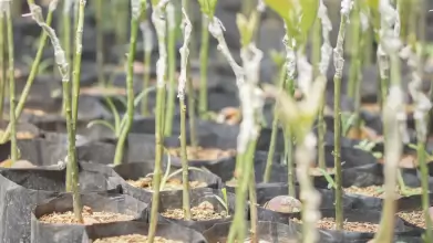 Kertészeti szaporítóanyagokat ellenőrzött a Nébih