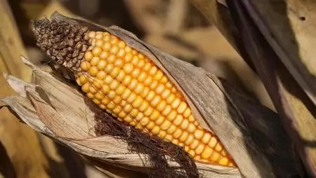 Hitelmoratóriummal segíti a kormány a gazdákat