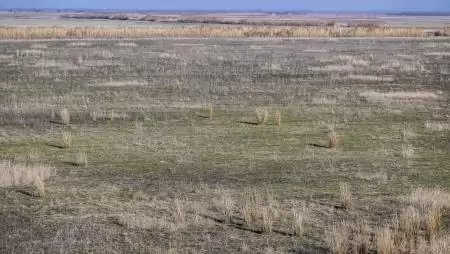 Jelentős forrás segíti a szikes gyepek biodiverzitásának növekedését Kardoskúton