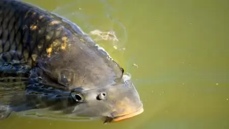 Az aszály ellenére sem lesz hiány a jó minőségű magyar halból