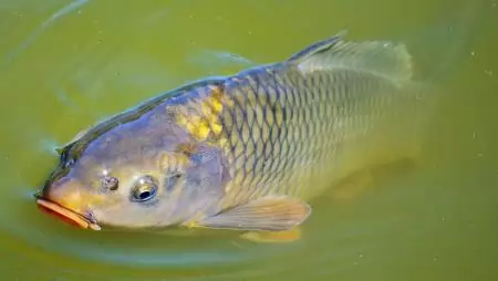 Tudományos háttér biztosítja, hogy egészséges hazai hal kerül a karácsonyi asztalra