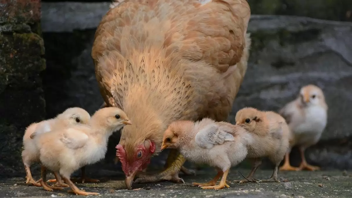 Antibiotikum-használat a haszonállat praxisban – miért nem lehet „rutinból” kezelni?