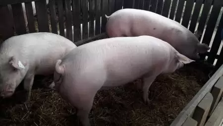 Jelentős áresés a sertéspiacon