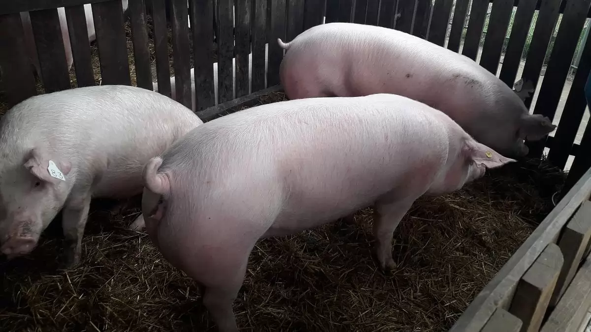 Jelentős áresés a sertéspiacon