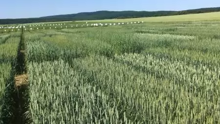 Növekedési pályán az ökológiai gazdálkodás, már stabilan 300 ezer hektár fölött az ökoterület nagysága 