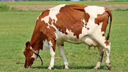 Újabb célzott támogatáshoz jutnak a szarvasmarhatartók