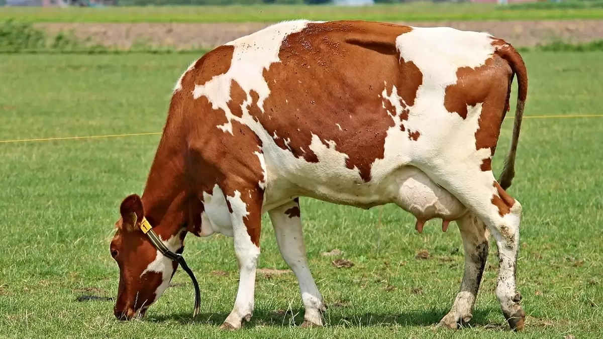 Újabb célzott támogatáshoz jutnak a szarvasmarhatartók