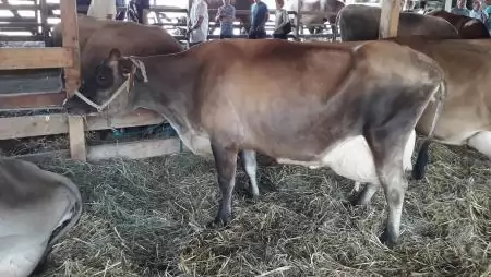 Újabb intézkedés segíti a tejágazatot