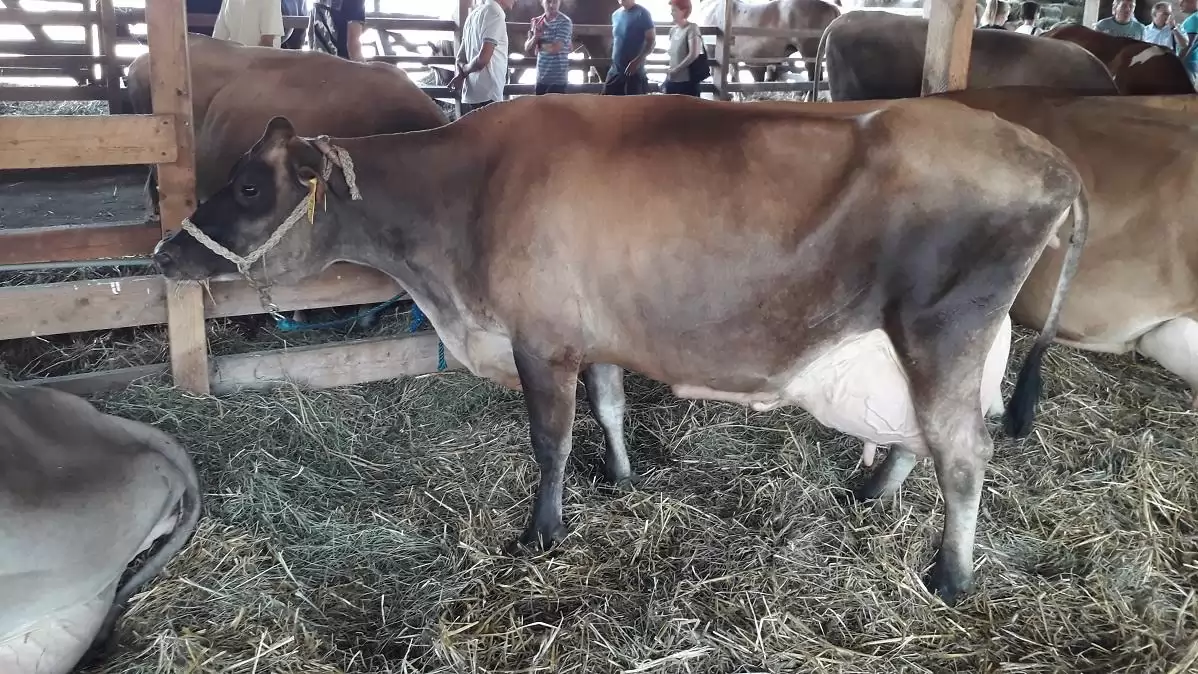 Újabb intézkedés segíti a tejágazatot