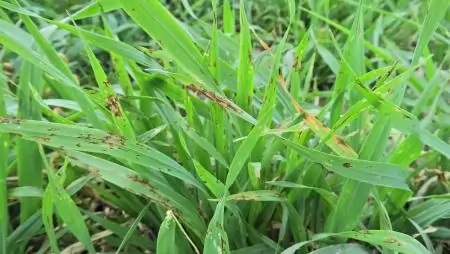 Kórokozók az őszi vetésekben – Kárképek repcében, búzában, árpában