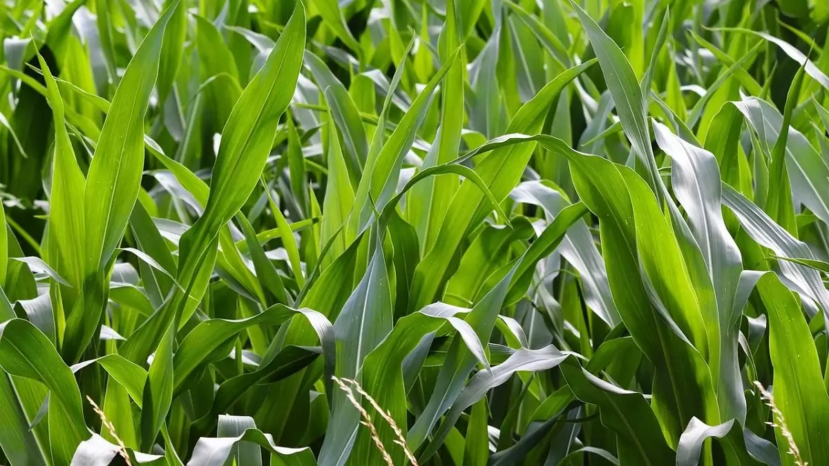 Lehetőségek a kukoricatermesztésben – Tapasztalatok rövid tenyészidejű (FAO 200-299) hibridekkel