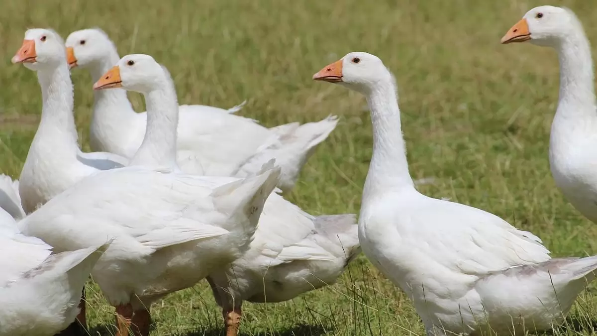 Nógrád vármegyében is megjelent a madárinfluenza