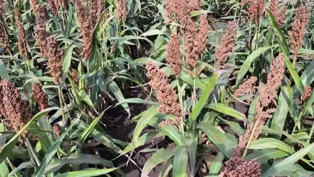 Hazai vizsgálatok a sortávolság és tőszám hatásáról a szemes cirok terméshozamának és minőségének optimalizálásában