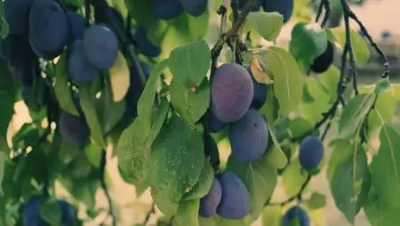 Gyümölcsösök nitrogén-trágyázásának alapjai