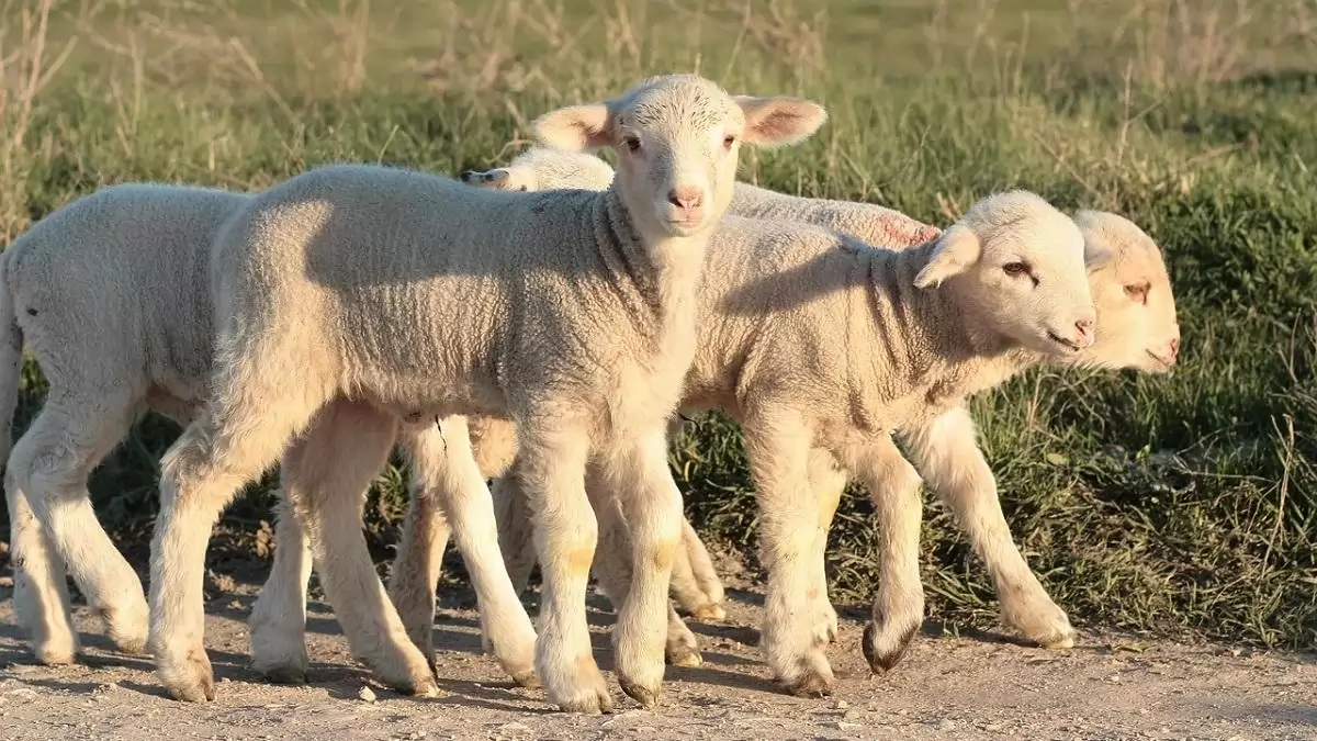 Az antibiotikumok évtizedeken keresztül az állatgyógyászat alappillérei voltak – hogyan tovább?