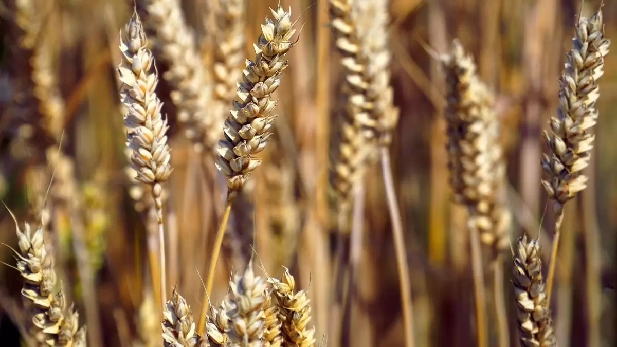 Valódi segítség a kamarától a megkárosított gazdáknak