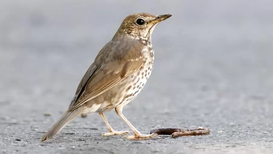 2026 év madara a rigóüllőt használó énekes rigó