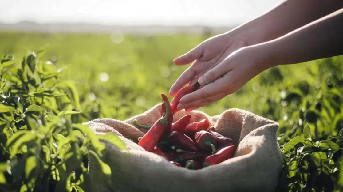 A Corteva a hagyományos paprikatermesztést támogatja Bács-Kiskun vármegyében a TalentA programmal