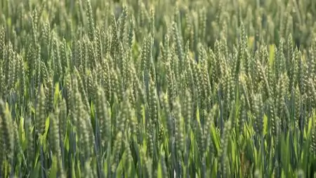 Újdonságok a Sumi Agro kínálatában 2026-ban