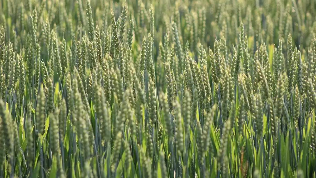 Újdonságok a Sumi Agro kínálatában 2026-ban