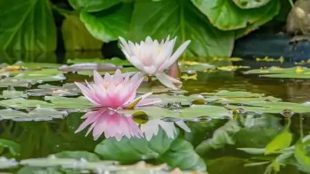 Jó dolog egy kerti kistó, de nem mindegy, milyen növények élnek benne