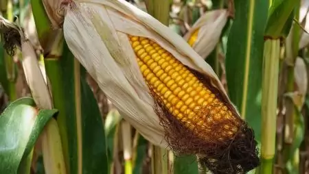 GOSZ-VSZT-NAK fajtakísérlet: tizenkilencedik alkalommal segítik objektív adatok a kukoricatermelők fajtaválasztását 