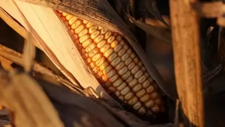 16 százalékkal emelkedett a hazai takarmánykukorica termelői ára egy év alatt