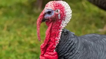 Újabb kitörés: ezúttal Békés vármegyei baromfitelepeken igazolódott a madárinfluenza