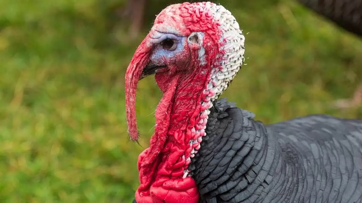 Újabb kitörés: ezúttal Békés vármegyei baromfitelepeken igazolódott a madárinfluenza