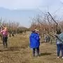 Megtanítjuk metszeni Magyarországot! – Gyümölcstermesztési képzések a MATE-n
