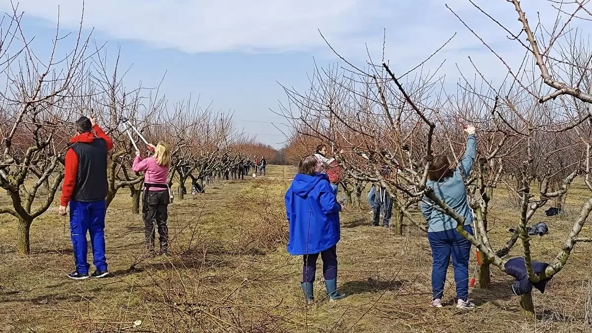 Megtanítjuk metszeni Magyarországot! – Gyümölcstermesztési képzések a MATE-n