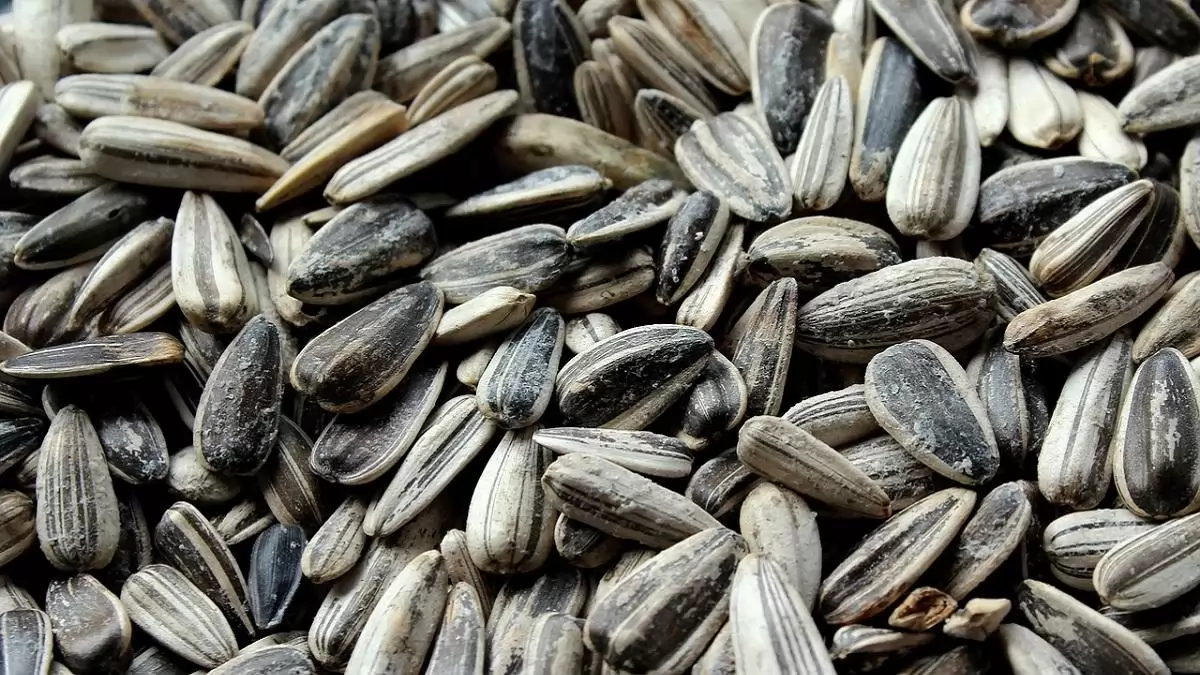 Csökkent a hazai napraforgómag ára az év elején