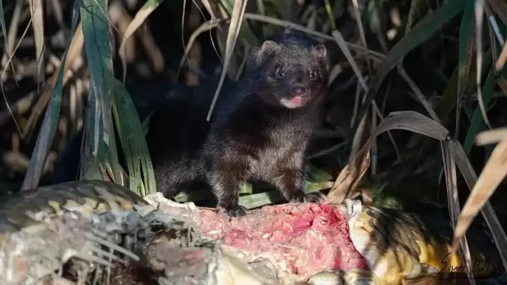 Egy új inváziós emlősfaj jelent meg Északnyugat-Magyarországon: így hódít az amerikai nyérc