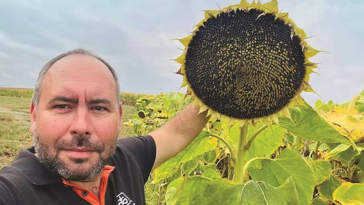 Változatos körülményeket jól toleráló Pioneer® napraforgó hibridek