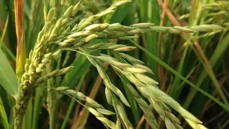 Változnak a rizstermesztés szabályai