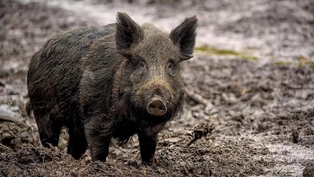 Újabb vaddisznókban azonosította az ASP vírusát a Nébih