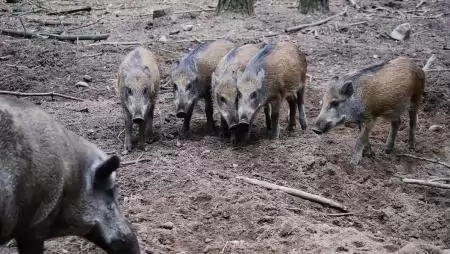 Új akcióterv a vaddisznóállomány szabályozásáról