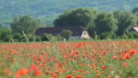 Szolgáltatások és életminőség: a vidéki területek lakó- és munkahellyé tétele
