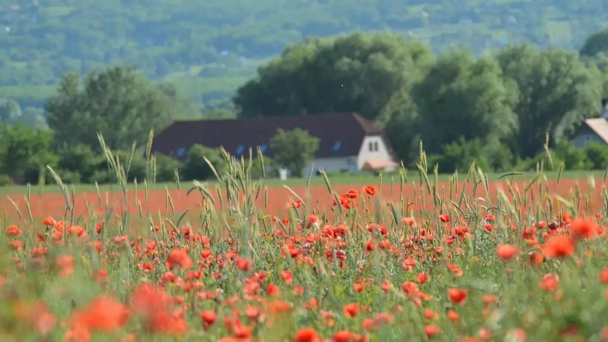 Szolgáltatások és életminőség: a vidéki területek lakó- és munkahellyé tétele