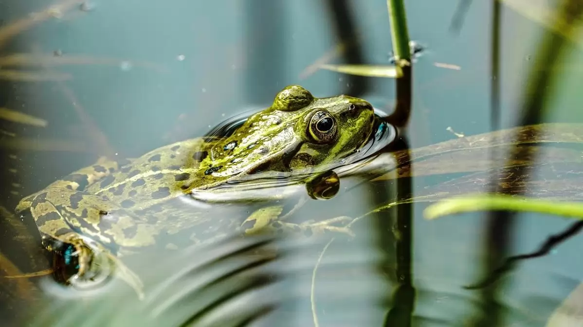 Új felhívás támogatja a természetközeli és vizes élőhelyek kialakítását