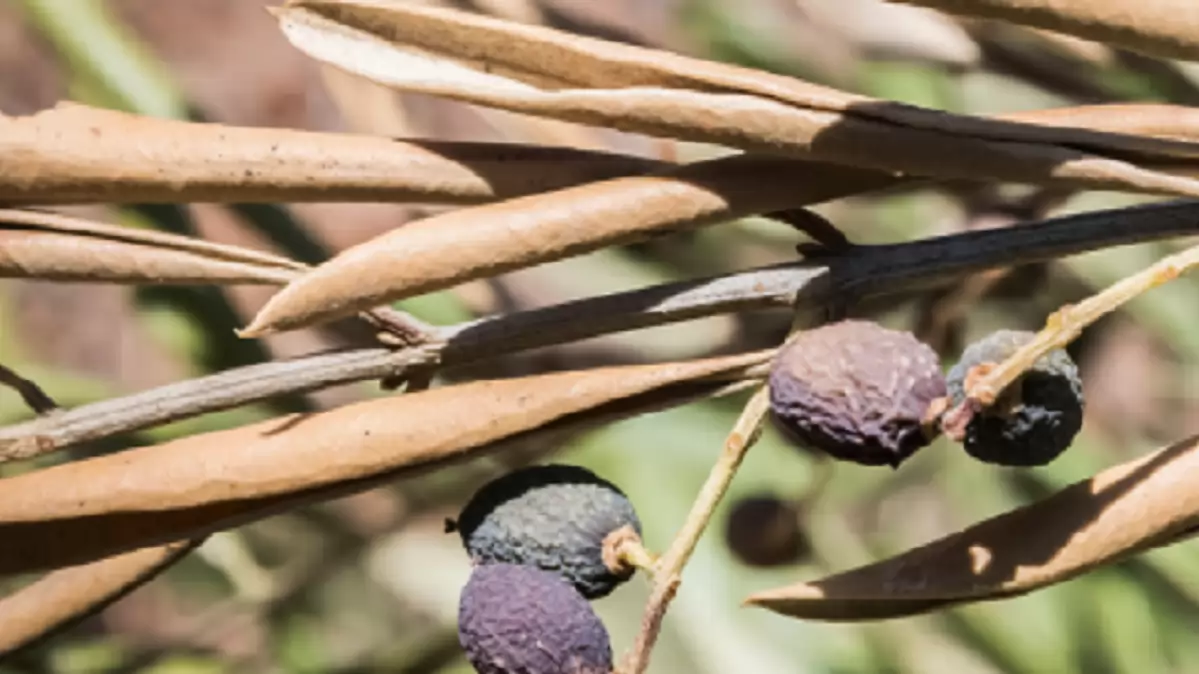 Továbbra is mentes Magyarország a Xylella fastidiosa kiemelt zárlati károsítótól, de fontos a megelőzés