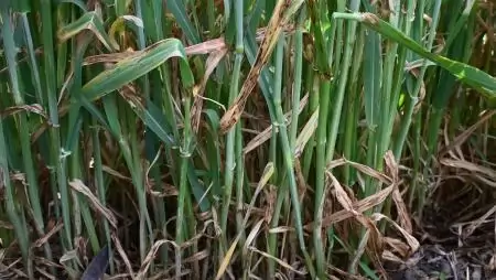 2025 a szántóföldi növényvédelemben – Történések és néhány tanulság