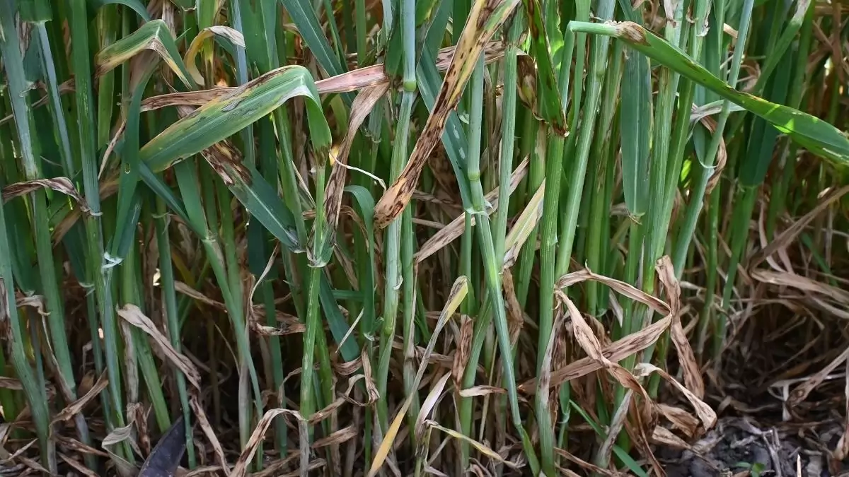 2025 a szántóföldi növényvédelemben – Történések és néhány tanulság