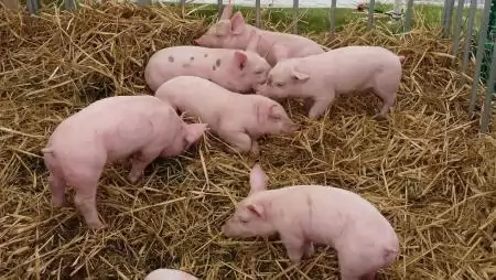 Mennyire fog fájni a spanyol sertéspestis?