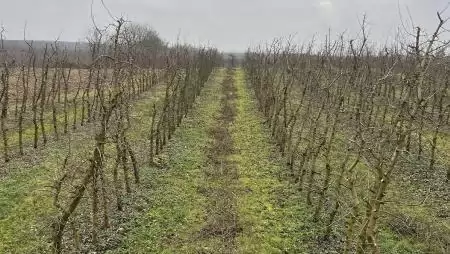  Gyümölcsfák téli metszésének alapjai – Termőre fordult gyümölcsfák fitotechnikai és ápolási munkái