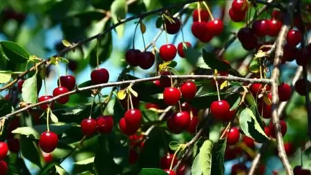 Mi van a hátizsákban? (1. rész) – Gyümölcsprognózis 2026-ra 